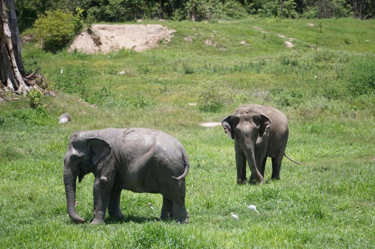 I Love Phants Lodge Ban Huai Thawai Dış mekan fotoğraf