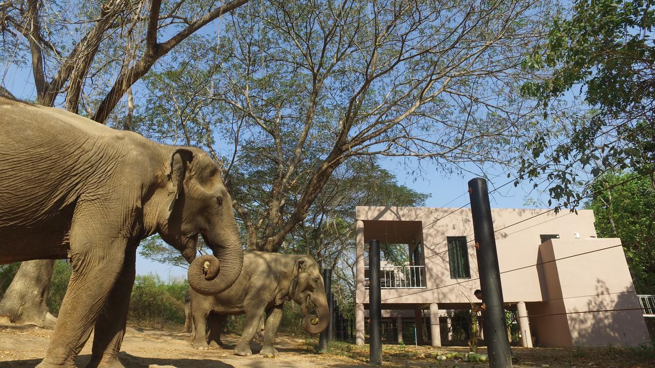 I Love Phants Lodge Ban Huai Thawai Dış mekan fotoğraf